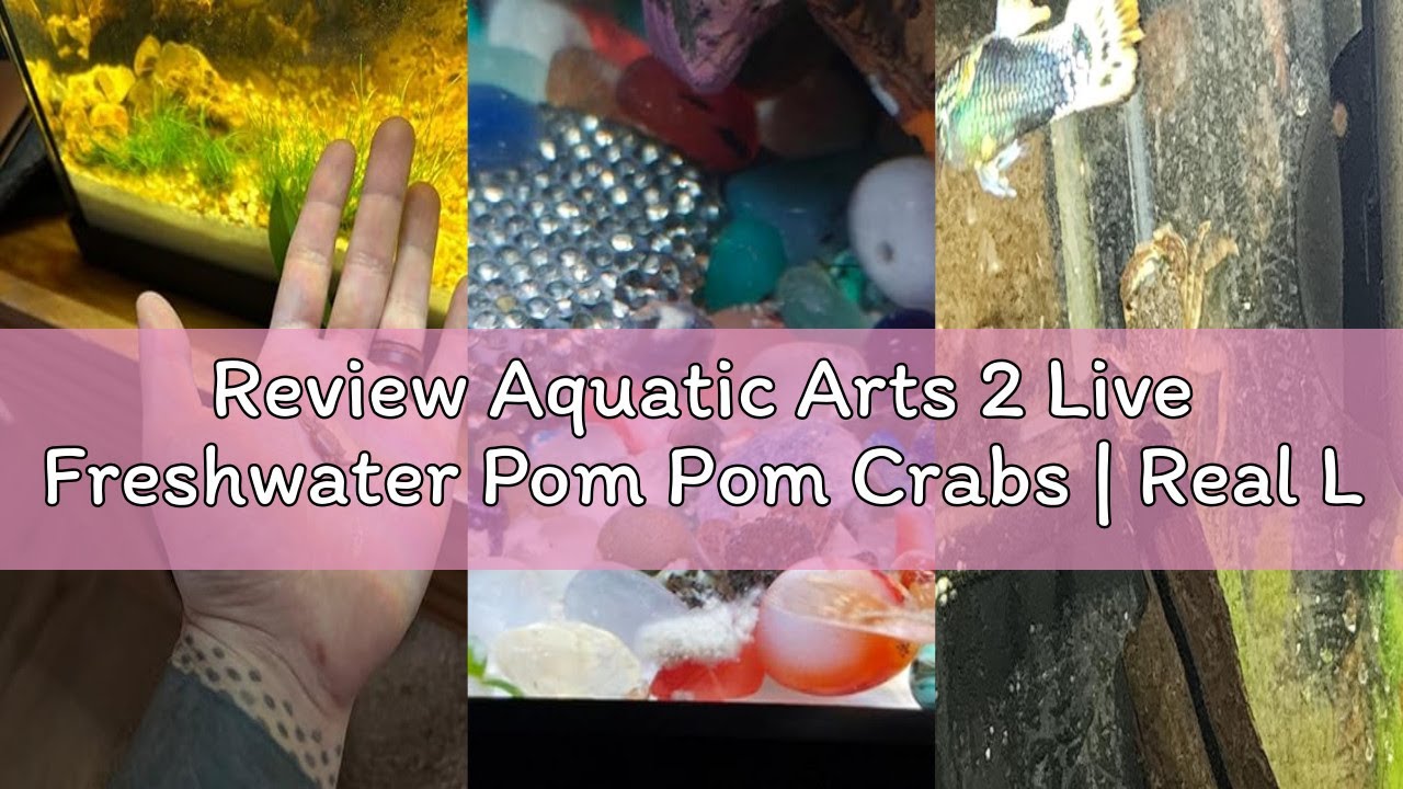 Review Aquatic Arts 2 Live Freshwater Pom Pom Crabs | Real Living Nano Aquarium Fish Tank Pet | Bett