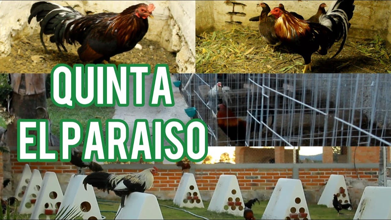QUINTA EL PARAISO | GALLOS Y RANCHOS