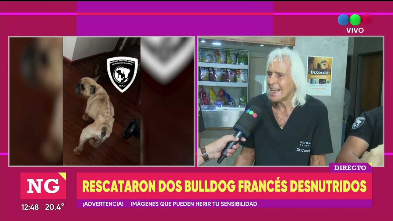 Rescataron dos bulldogs francés desnutridos - TELEFE ROSARIO
