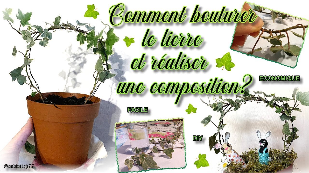 Boutures de lierre : lierre en pot intérieur & réalisation composition - cutting and multiplying ivy