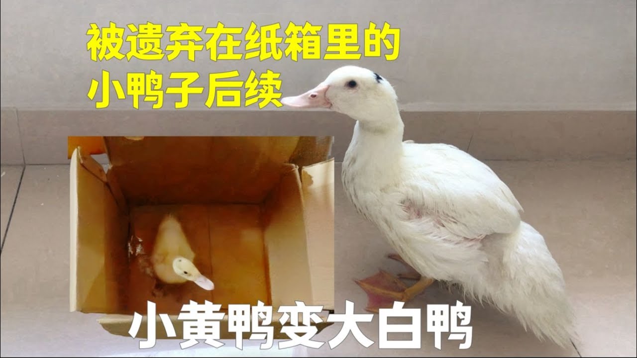收养被遗弃在纸箱里的小黄鸭后续 一个月后小黄鸭变小白鸭