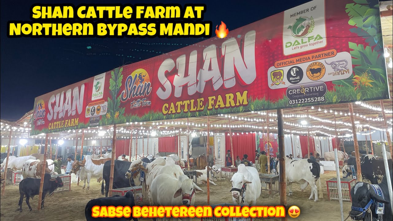 Shan Cattle Farm At Mandi ❤️ | Mandi Vlogs | Cow Vlogs | Bakra Eid Vlogs | Mandi Obsessed