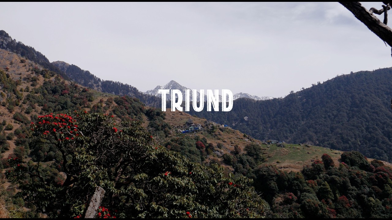 Triund Trek X Rhododendron | McLeod Ganj to Triund | March 2026