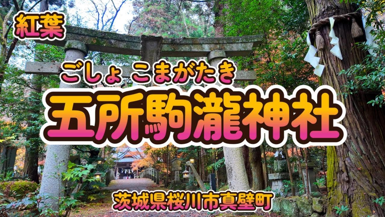 【五所駒瀧神社の紅葉風景】1000年の歴史を刻む、赤・黄・緑の錦に染まる森に囲まれた神社。隠れたパワースポットです。