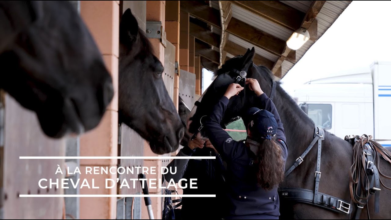 À la rencontre du cheval d'attelage