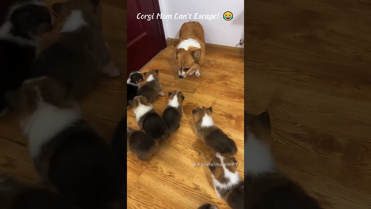 😂 Corgi Mom&rsquo;s Funniest Reaction to Her Puppies Ever!