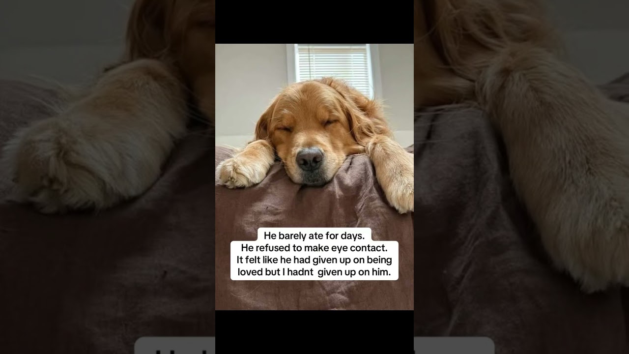 #dogowner #soglover #furparent