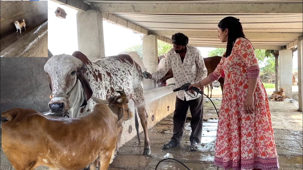 Hamari sabse badi gaay ko bhi nehla diya ajj..