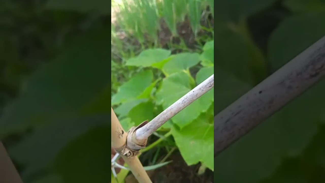 🌱💚 “Horta feliz com Maiado e Pepa: brincadeiras e hortaliças lindas”