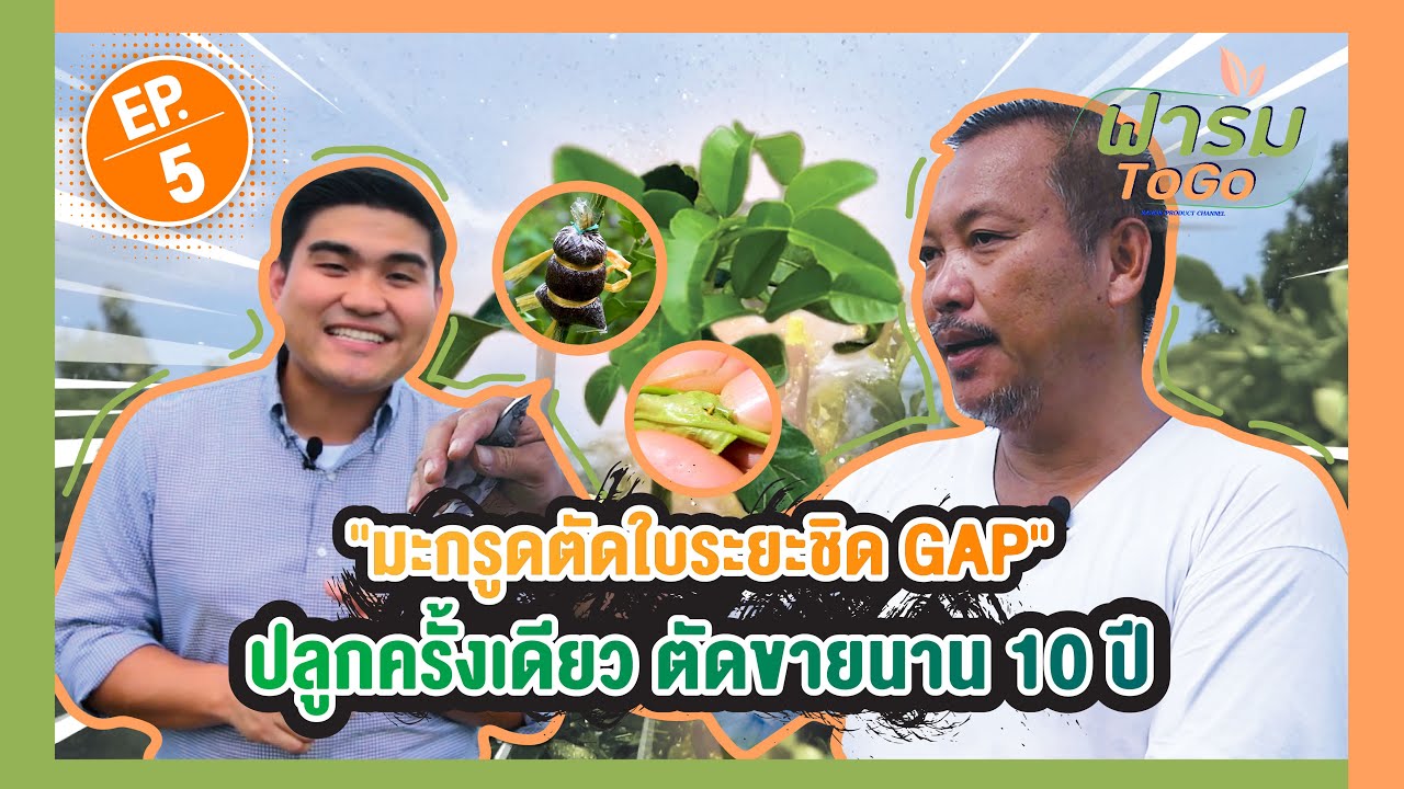 ฟาร์ม To Go EP.5  “มะกรูดตัดใบระยะชิด GAP” ปลูกครั้งเดียว ตัดขายนาน 10 ปี