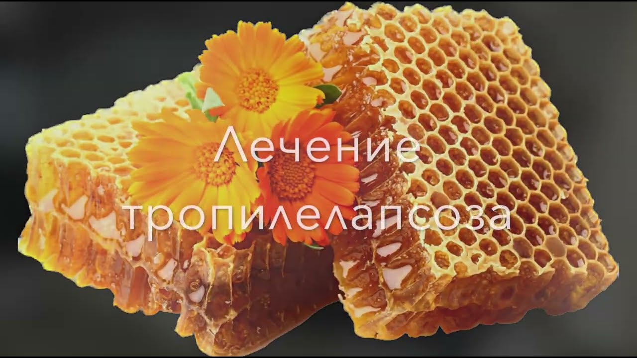 Первый опыт лечения пчел от тропилаелапсоза