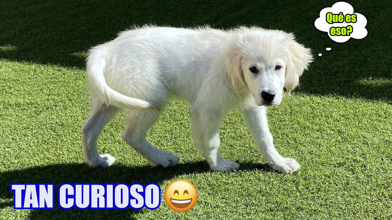 Golden Retriever cachorro l Curioso y un poco miedoso 😄