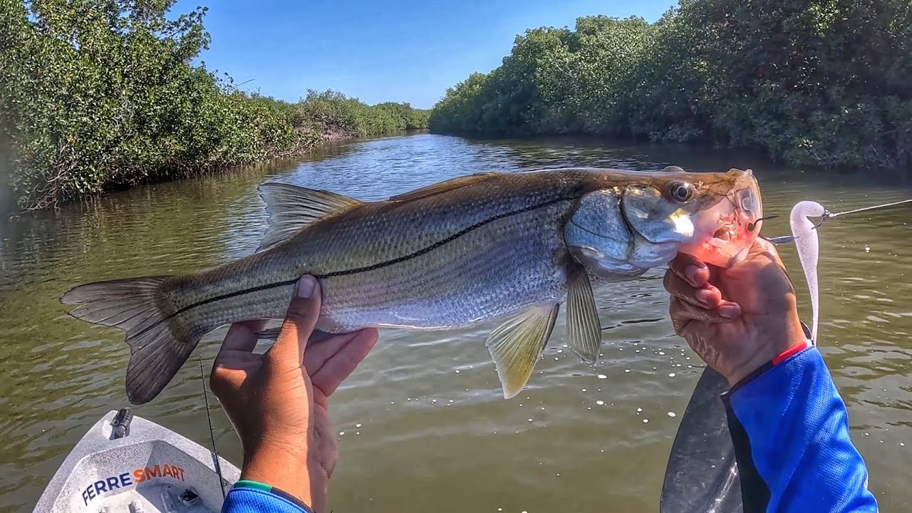 Pesca de PARGOS y ROBALOS con FLUKE en MANGLARES de SINALOA  // PESCA en KAYAK 2024