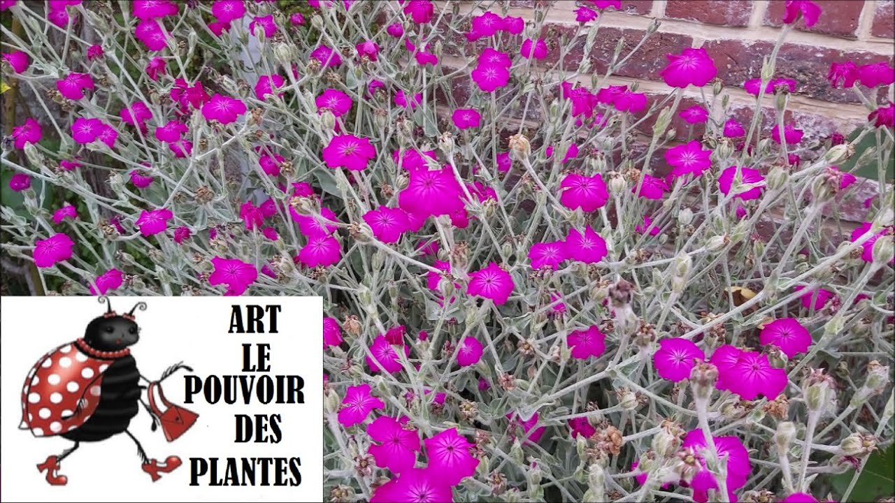 Conseils jardinage: Lychnis coronaria: Taille et entretien: plante vivace
