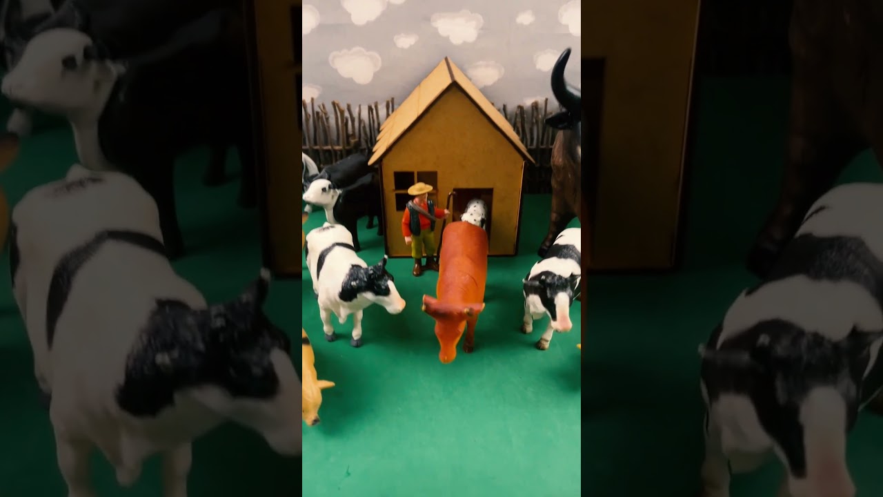 CATTLE BEING TRANSPORTED ON A TRACTOR / BOI SENDO TRANSPORTADO NO TRATOR