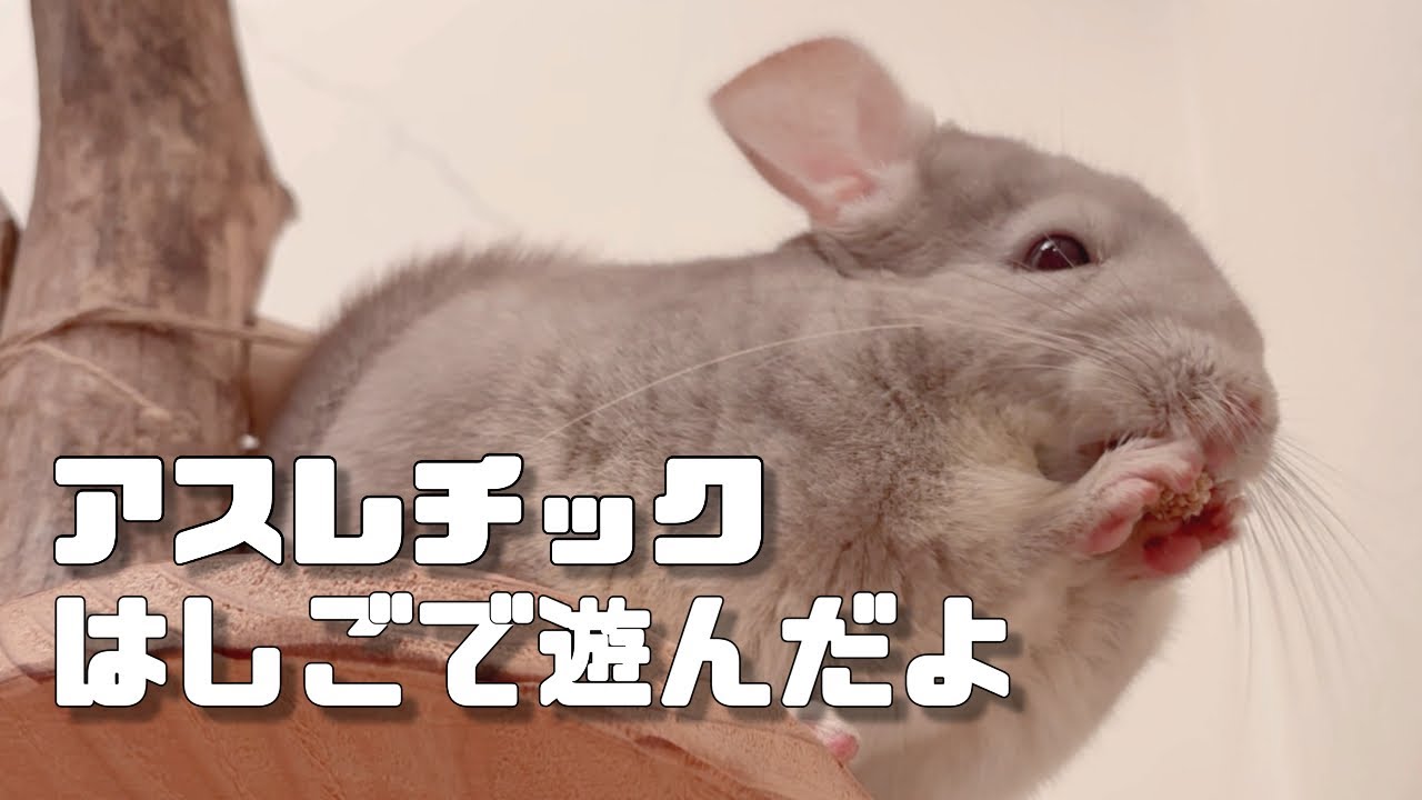 一番便利だった「アスレチックはしご」 〜ケージレイアウト自由自在〜60cmで長い！曲がる！なのに硬くてチンチラに最適