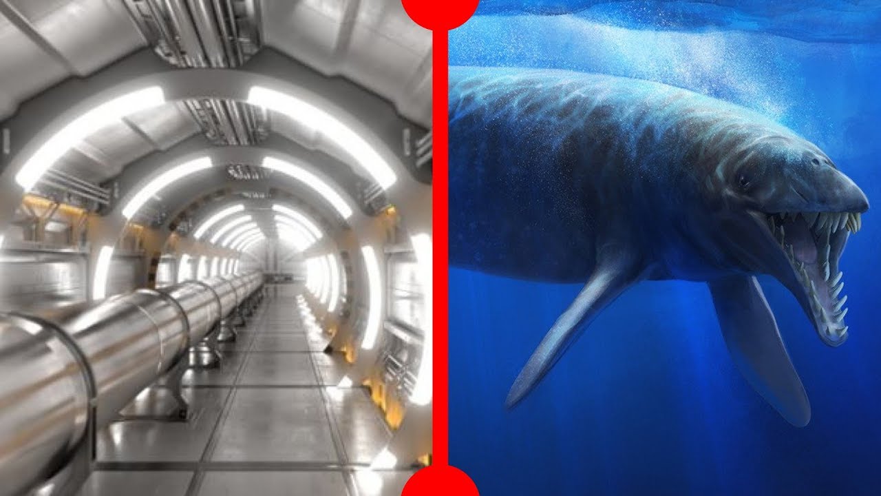 Bigger Hadron Collider & Basilosaurus Diet - 7 Days of Science