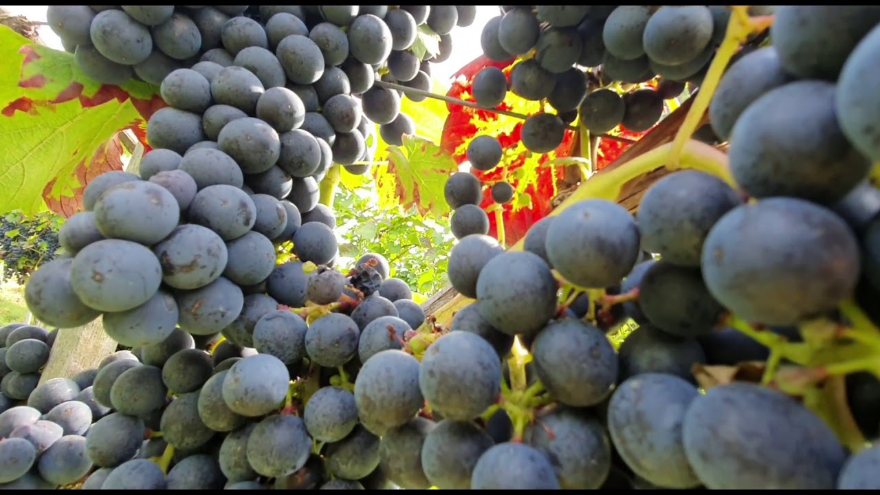 Schwarzriesling / wein Trauben 🍷🍷🍷