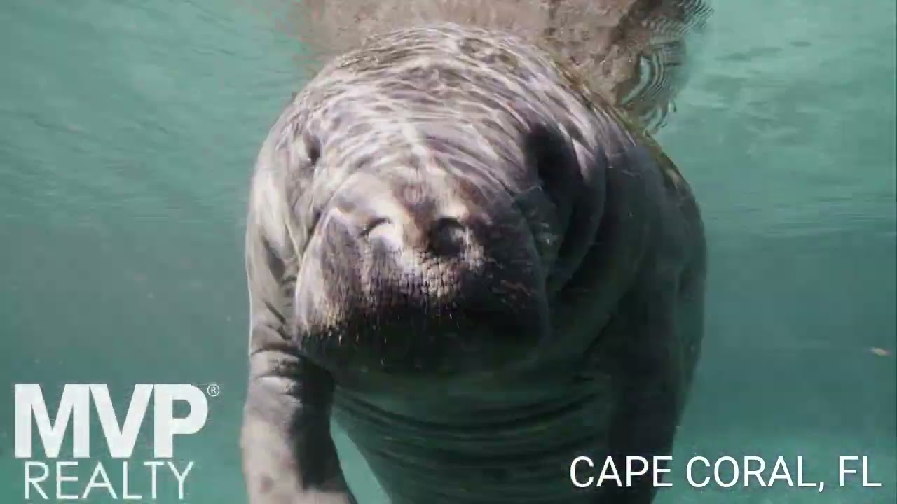 Cape Coral Florida's Charm Unveiled with Steven Chase Realtor