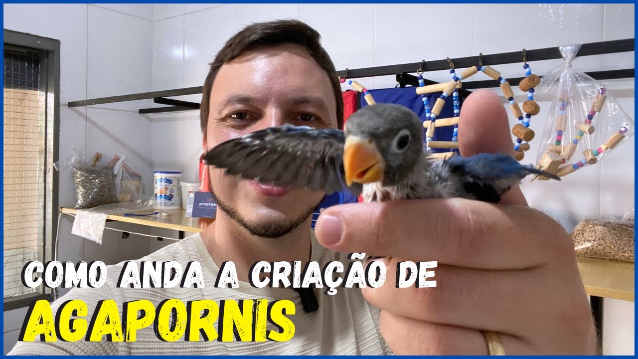 COMO ANDA MINHA CRIAÇÃO DE AGAPORNIS