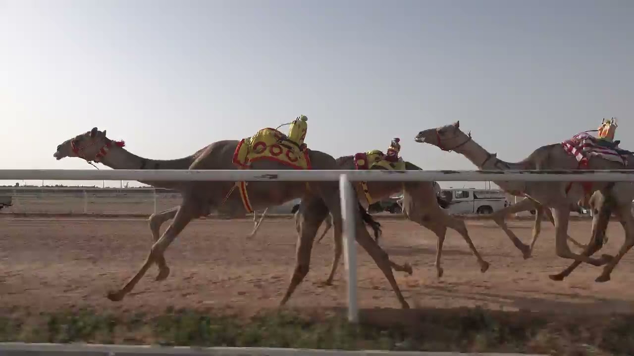 ش3 بكار لقايا شواهين ل عايد ذايد الشمري