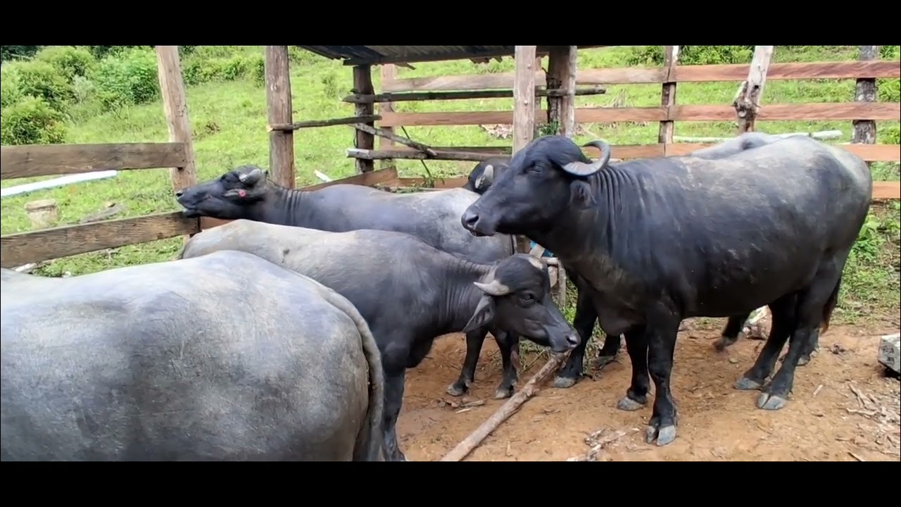 Na lida do gado e pegando uns pacu