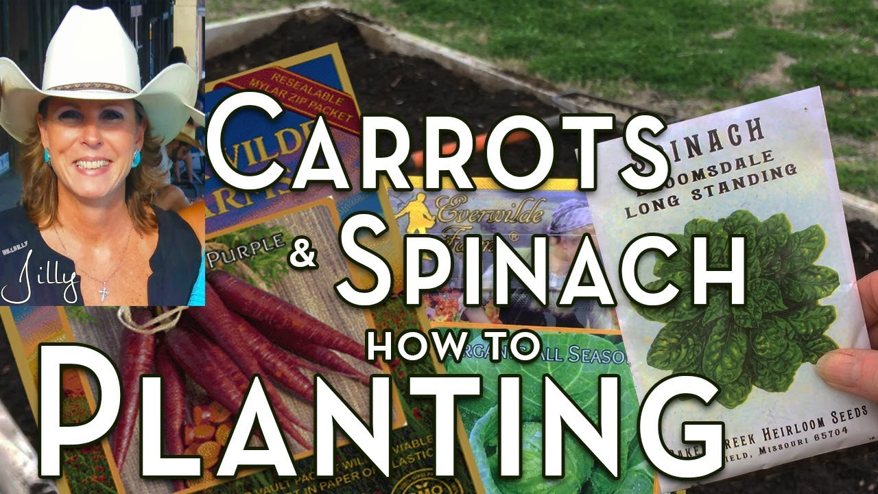 Can You Plant Carrots and Spinach Together - Companion Planting Carrots and Spinach with Cabbage