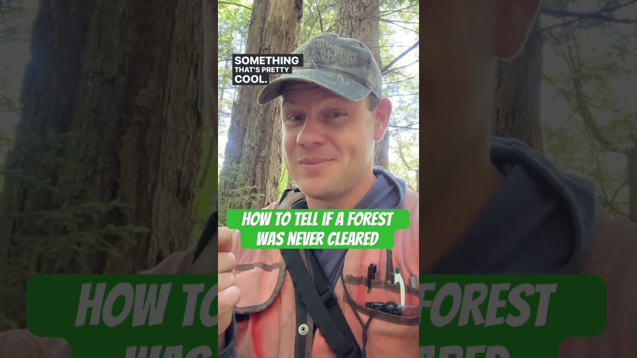 How do you tell if a forest has never been cleared? #forest #tree #trees #nature #history #short