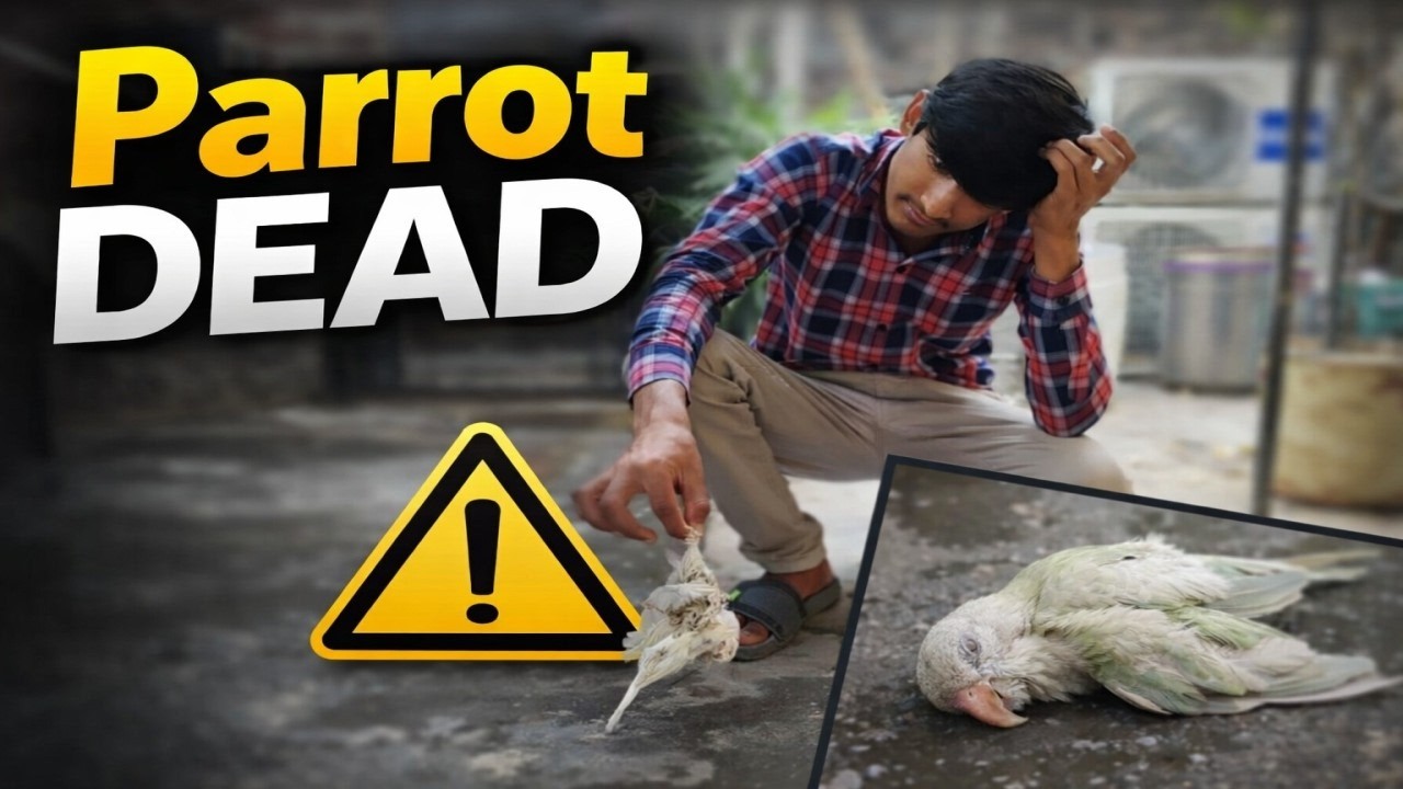 Two Parrot Is No More ll FB Dehat Today Vlog