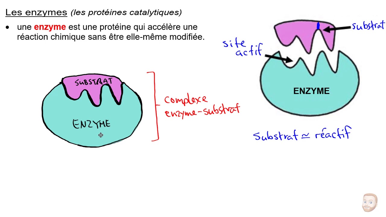 Les protéines et les enzymes