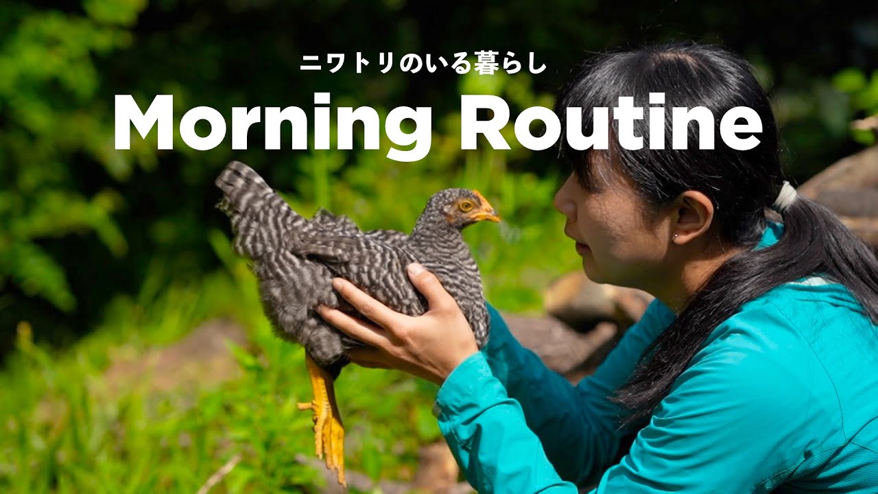 ニワトリのいる暮らし、朝のルーティン　岡崎おうはん飼育日記　生後81日目