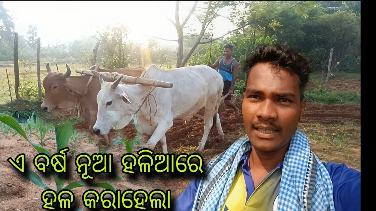 ନୂଆ ବଳଦରେ ହଳ କରାହେଲା // Family Vlog video