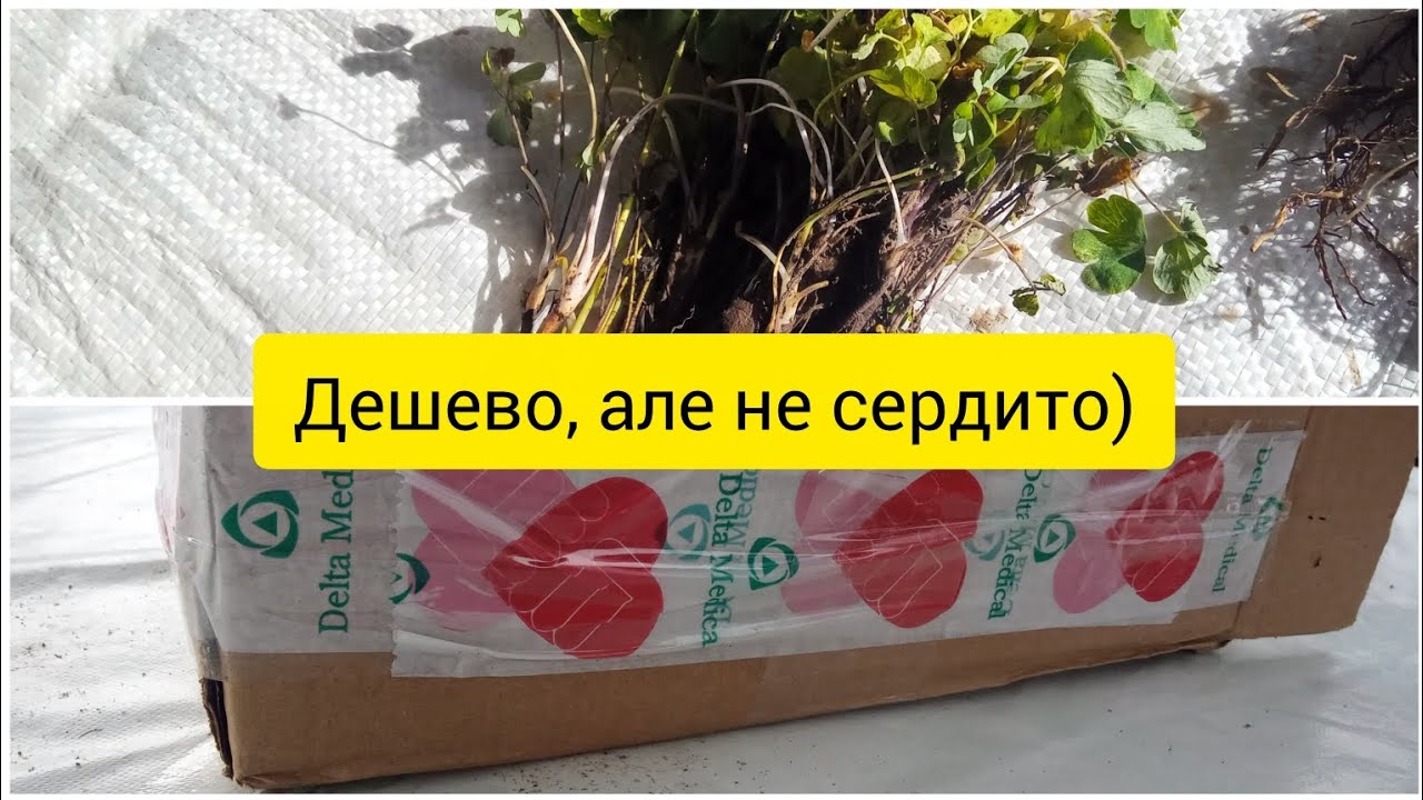 Саджанці квітів недорого