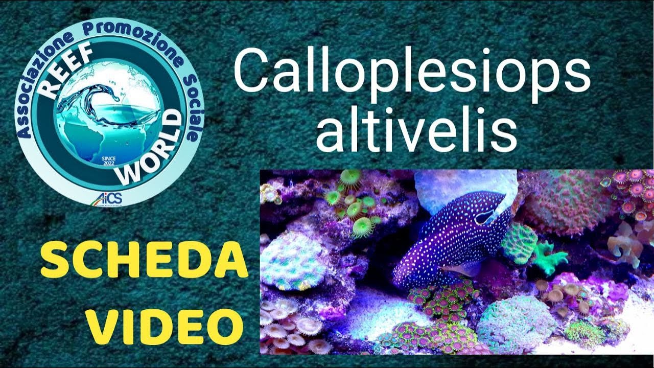 Scheda video - Calloplesiops altivelis by Reef-World