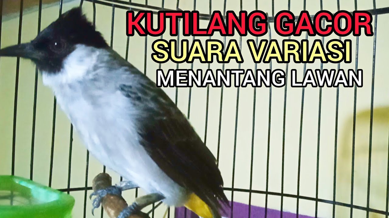 KUTILANG GACOR SUARA VARIASI EMOSI MENANTANG LAWAN BUNYI