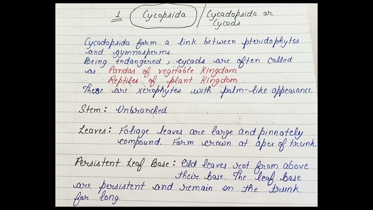 Classification of Gymnosperms #Cycadales #cycopsida #hpubsc #bscbotany #mscbotany #hpu #spu #cuhp
