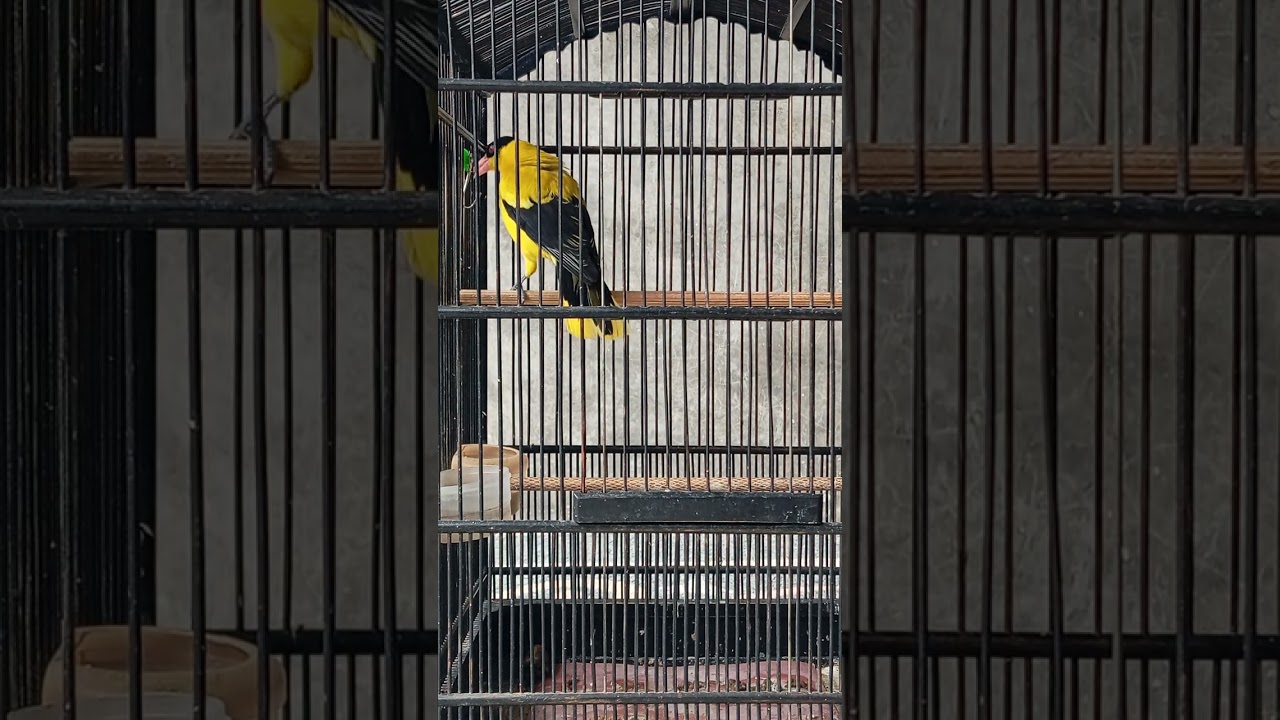 #kepodang #birds #kicaumania #bird_adc #kepodanggacor #kepodangsumbawa