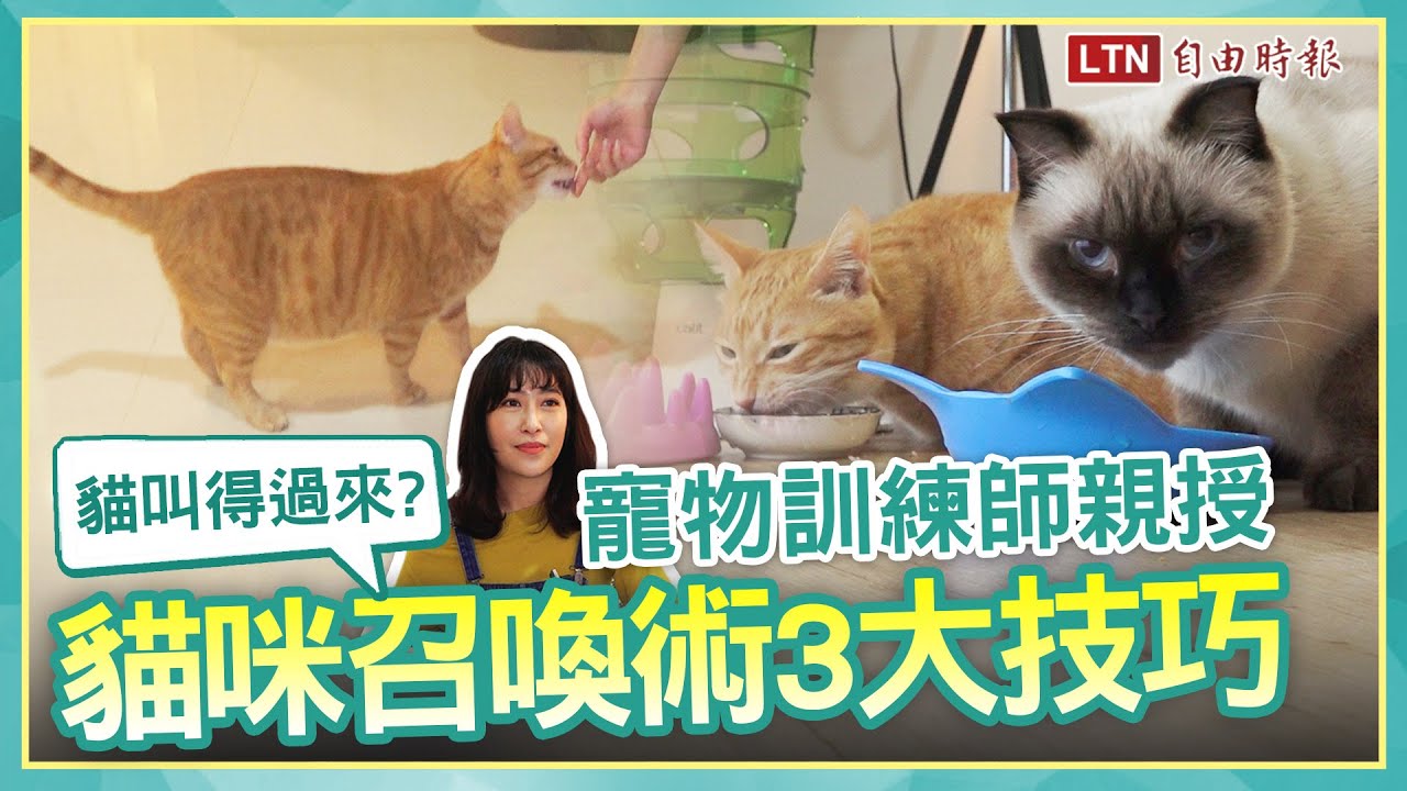 貓聽得懂名字？寵物訓練師親授「貓咪召喚術」3 技巧讓喵皇主動靠近