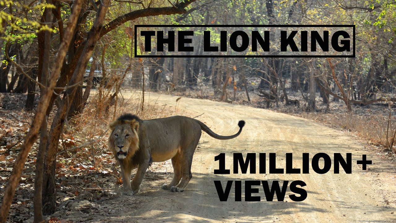 The Lion King | Gir National Park | Sasan Gir | Asiatic Lion | Discover Wild India