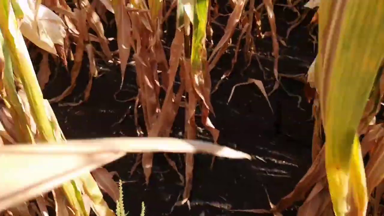 Сгорела кукуруза 2020, урожая нет