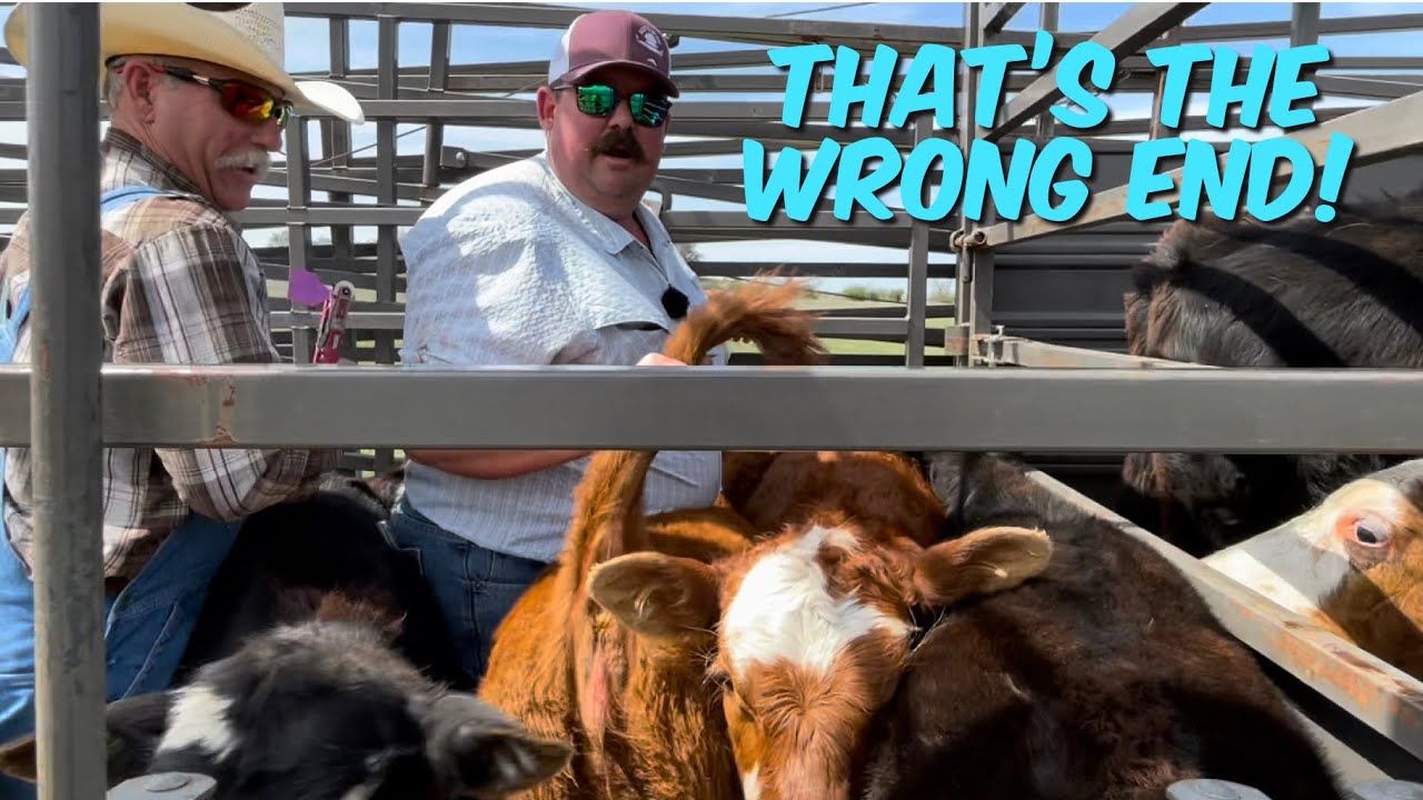 Weaning and Castrating Calves