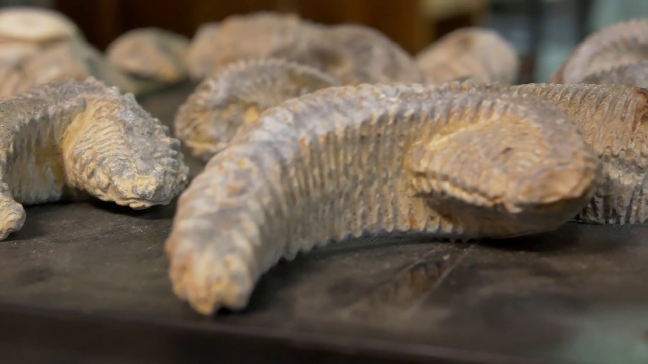 Stone Hut Fossil Shop