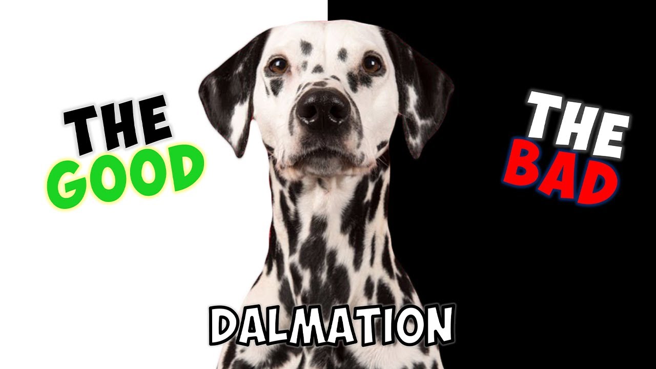 DALMATIAN - PROS & CONS