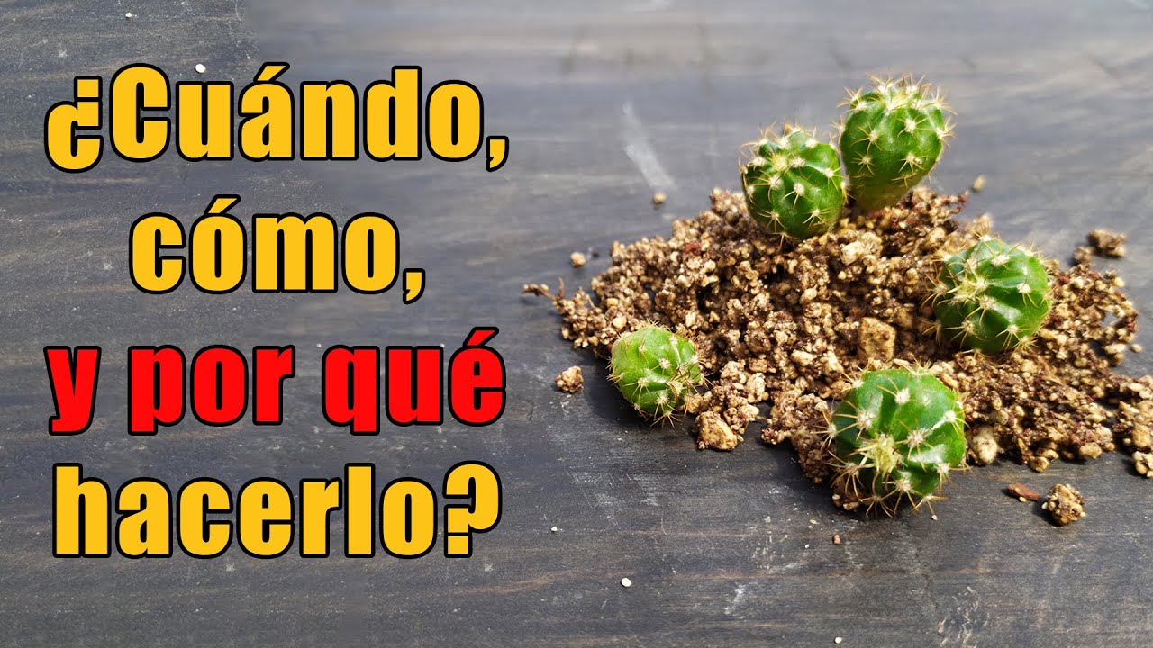Repique de cactus, semillero de melocactus matanzanus