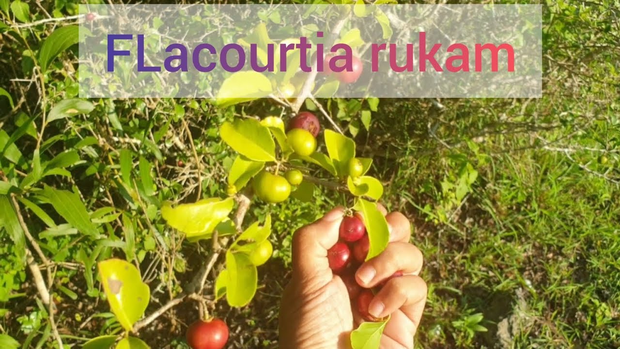 Fruta rara // Flacourtia rukam