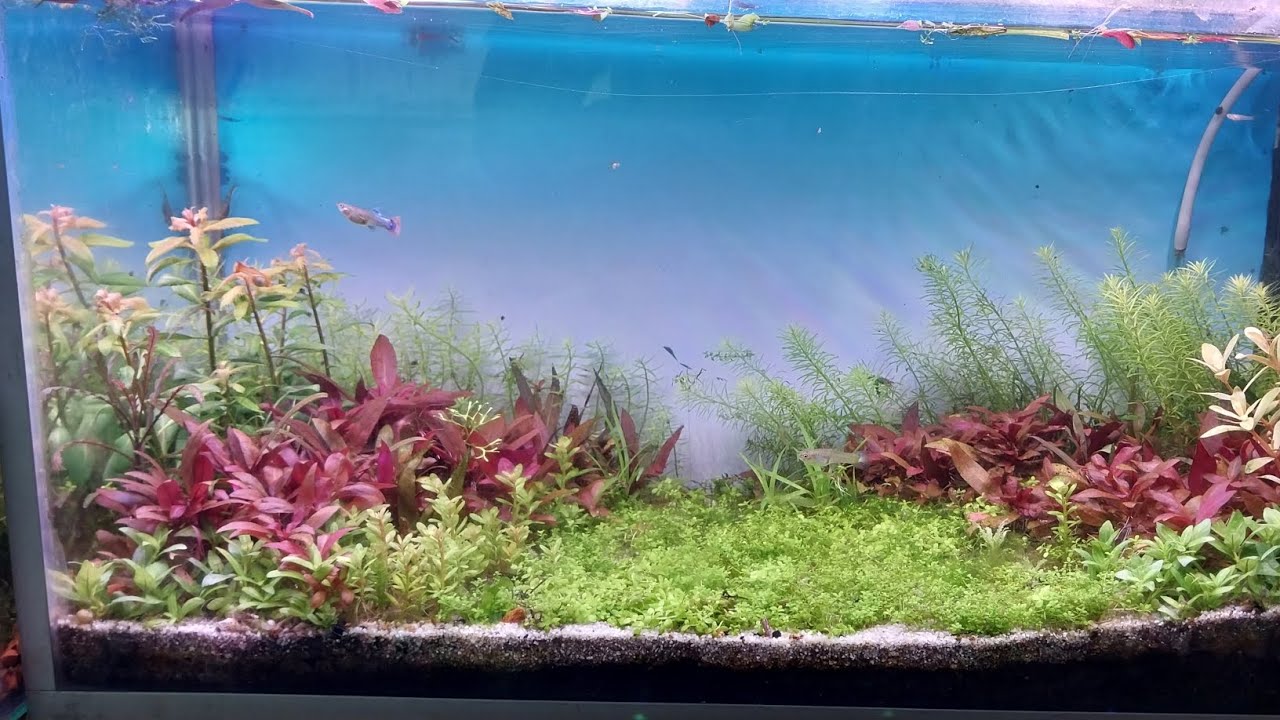 acuario plantado con sustrato casero iluminación casera y sum lateral