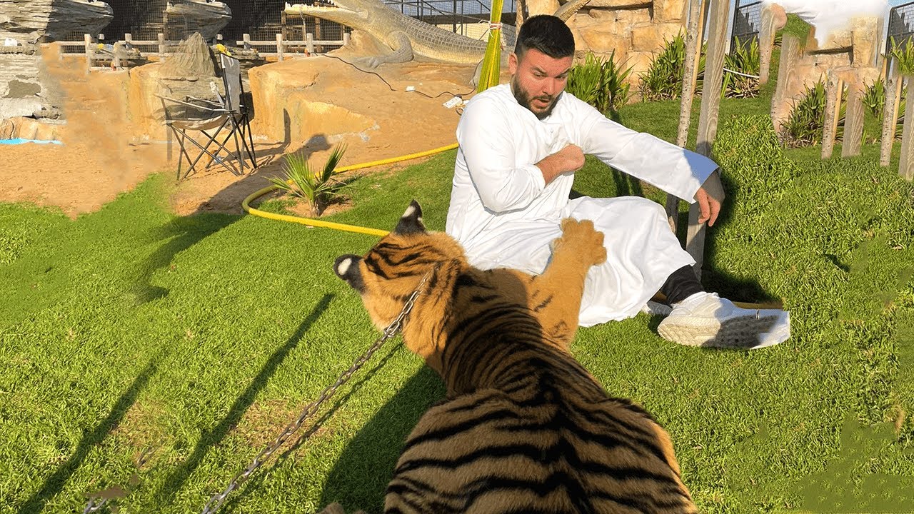 CanBroke | Tiger greift mich an in Dubai
