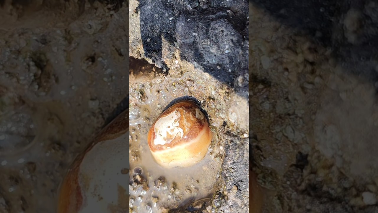 This Agate Gemstone Was Hidden Inside Volcanic Rock 😱💎 