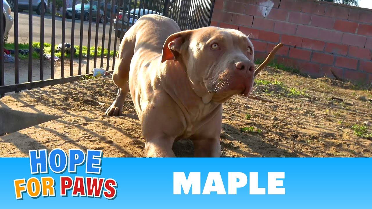 Abandoned dog was starving..... for love and attention!!! #senior