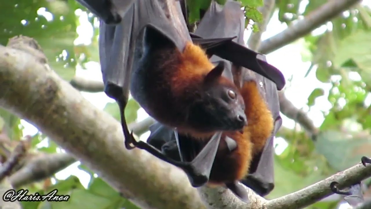 Large flying fox (Pteropus vampyrus)-West Java